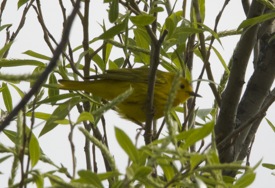 Yellow Warbler - Learning Landon
