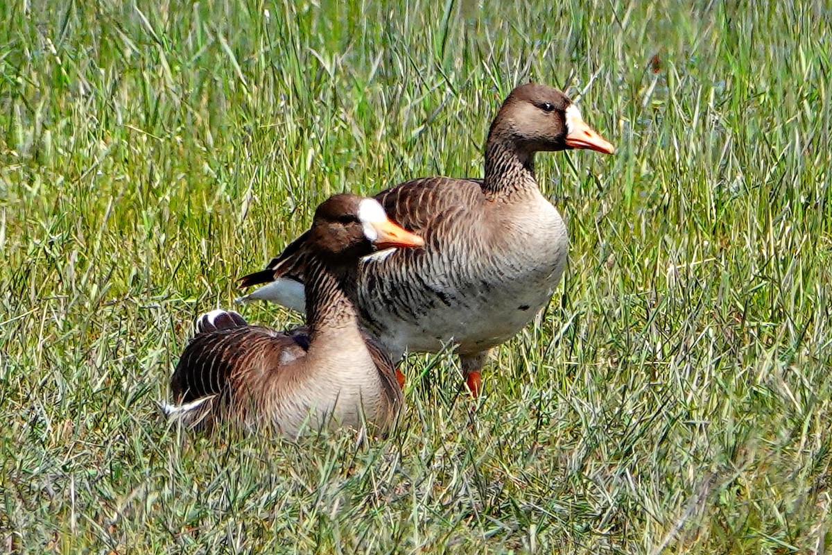 Greater White-fronted Goose - ML618933452