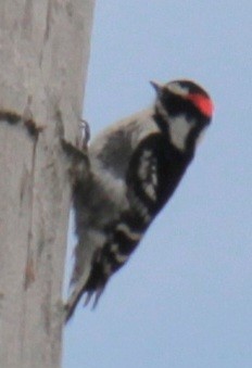 Downy Woodpecker (Eastern) - ML618933462