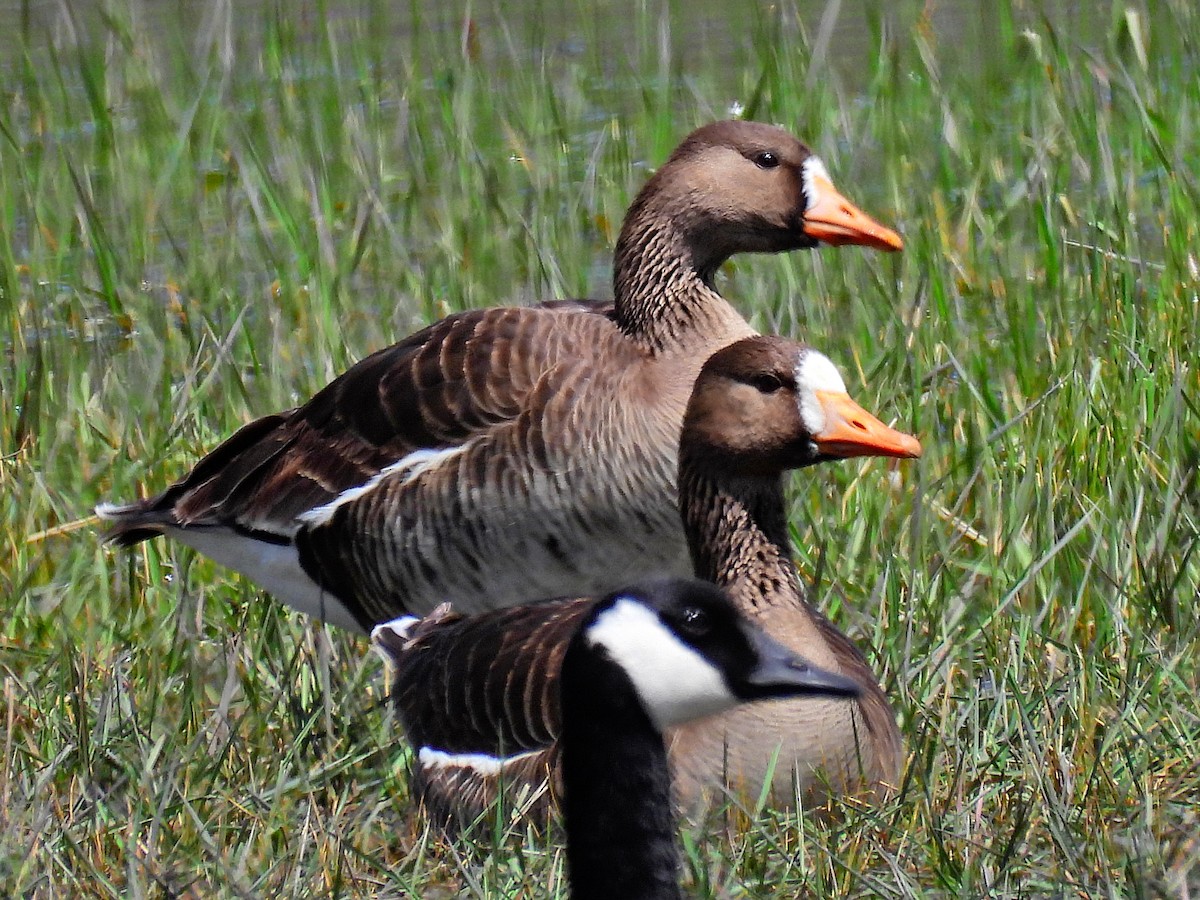 Greater White-fronted Goose - ML618933466