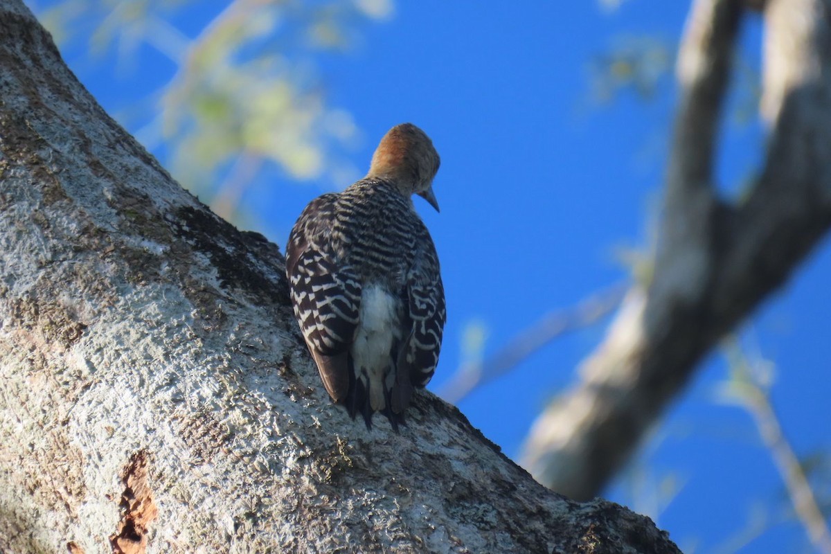 Red-crowned Woodpecker - ML618933472