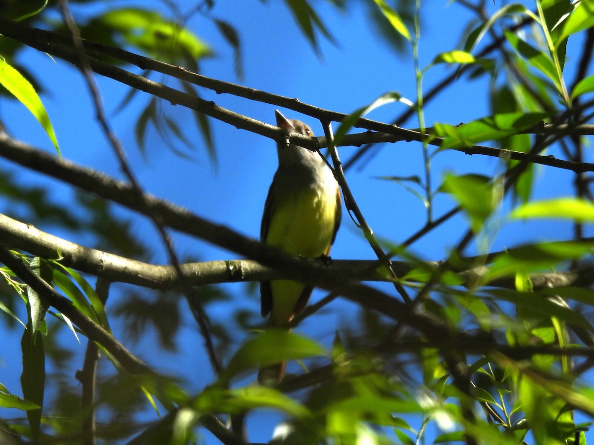 Great Crested Flycatcher - ML618933565