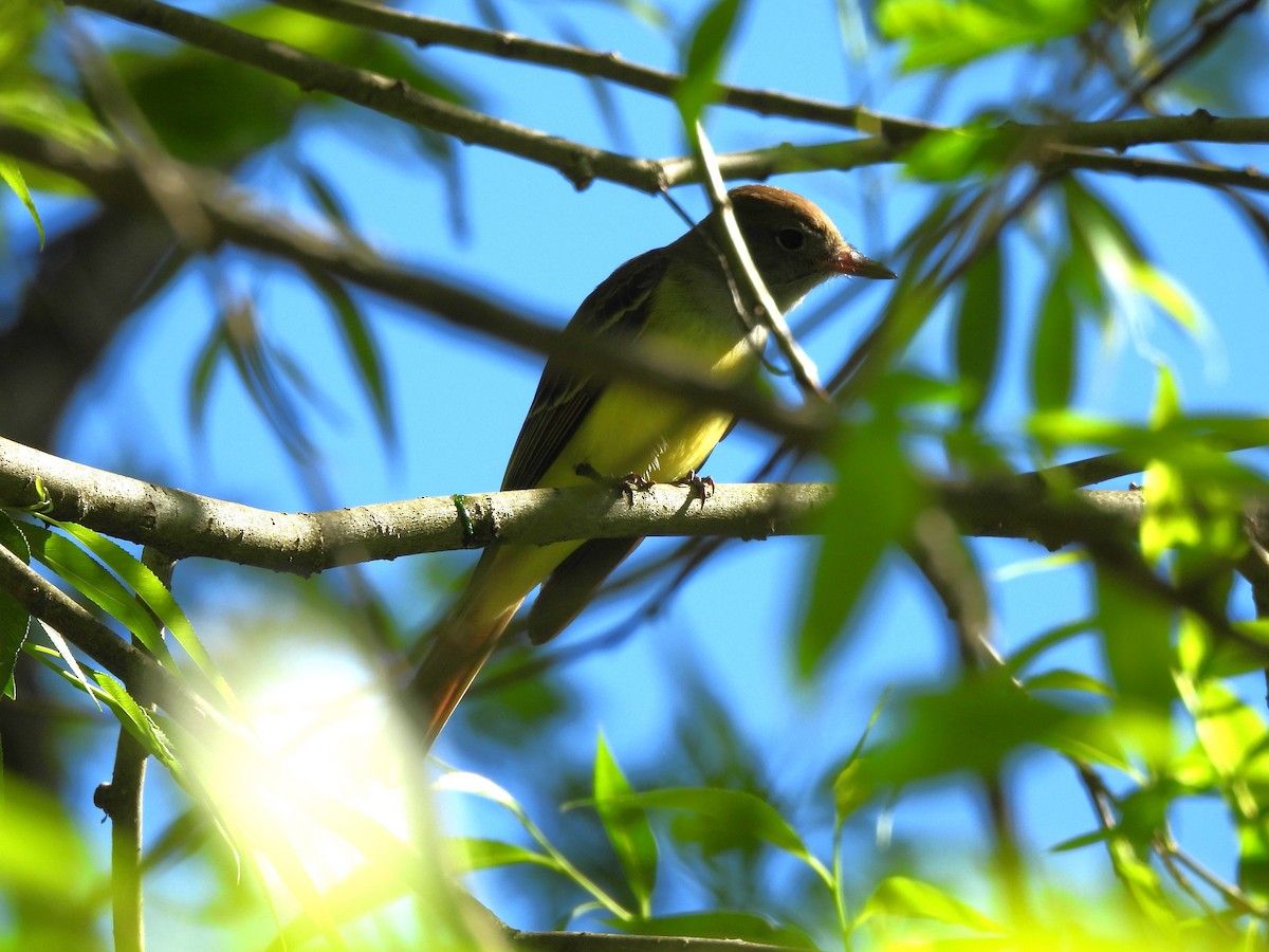 Great Crested Flycatcher - ML618933566