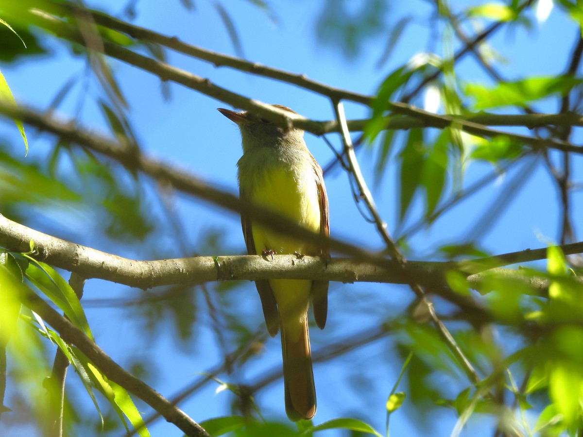 Great Crested Flycatcher - ML618933567