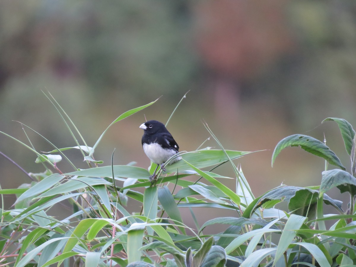 Black-and-white Seedeater - ML618933609