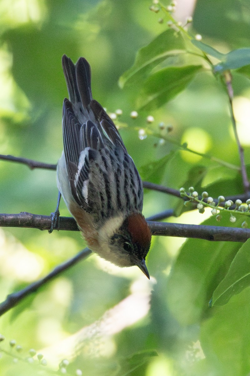 Bay-breasted Warbler - ML618933615