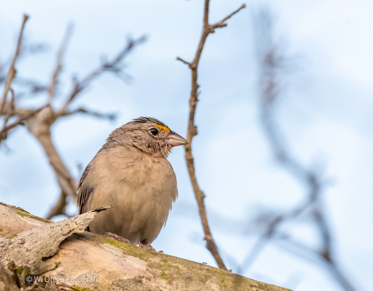 Grassland Sparrow - ML618933677