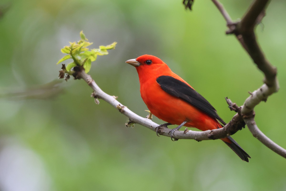 Scarlet Tanager - ML618933727