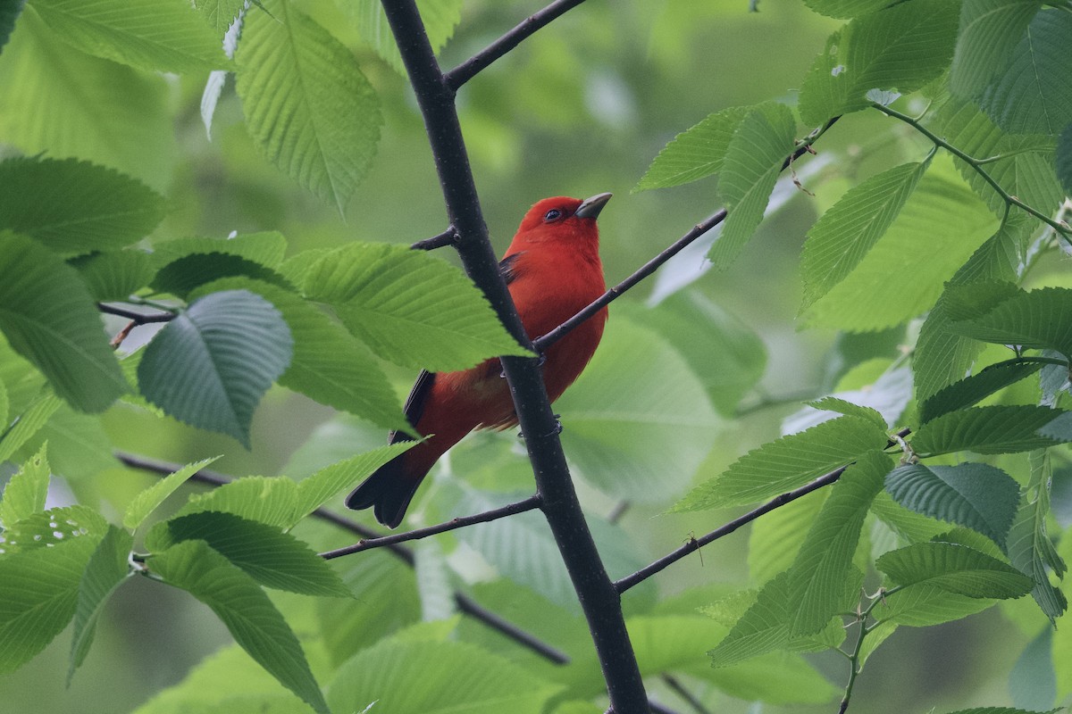 Scarlet Tanager - ML618933728