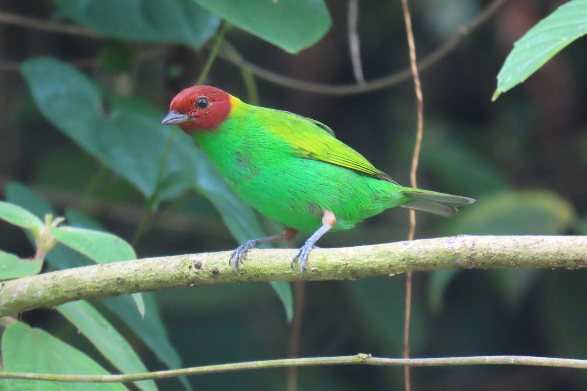 Bay-headed Tanager - ML618933729
