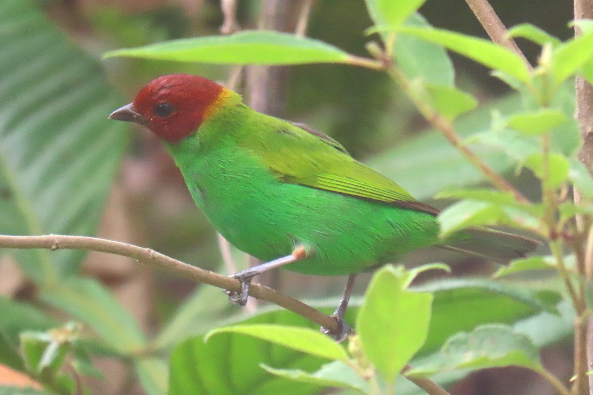 Bay-headed Tanager - ML618933752