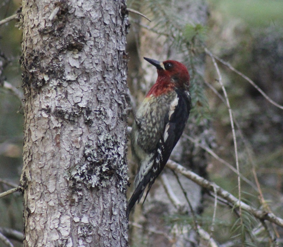 Red-breasted Sapsucker - Mel Lee