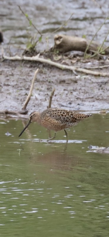 Short-billed Dowitcher - Ang Knipple
