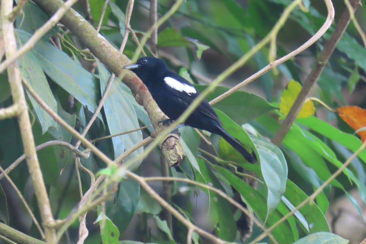 White-shouldered Tanager - ML618933774