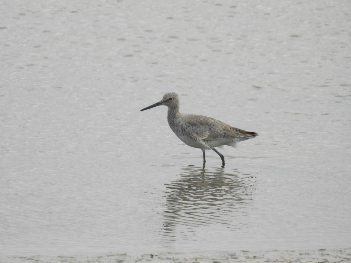 Willet - Chris Chappell