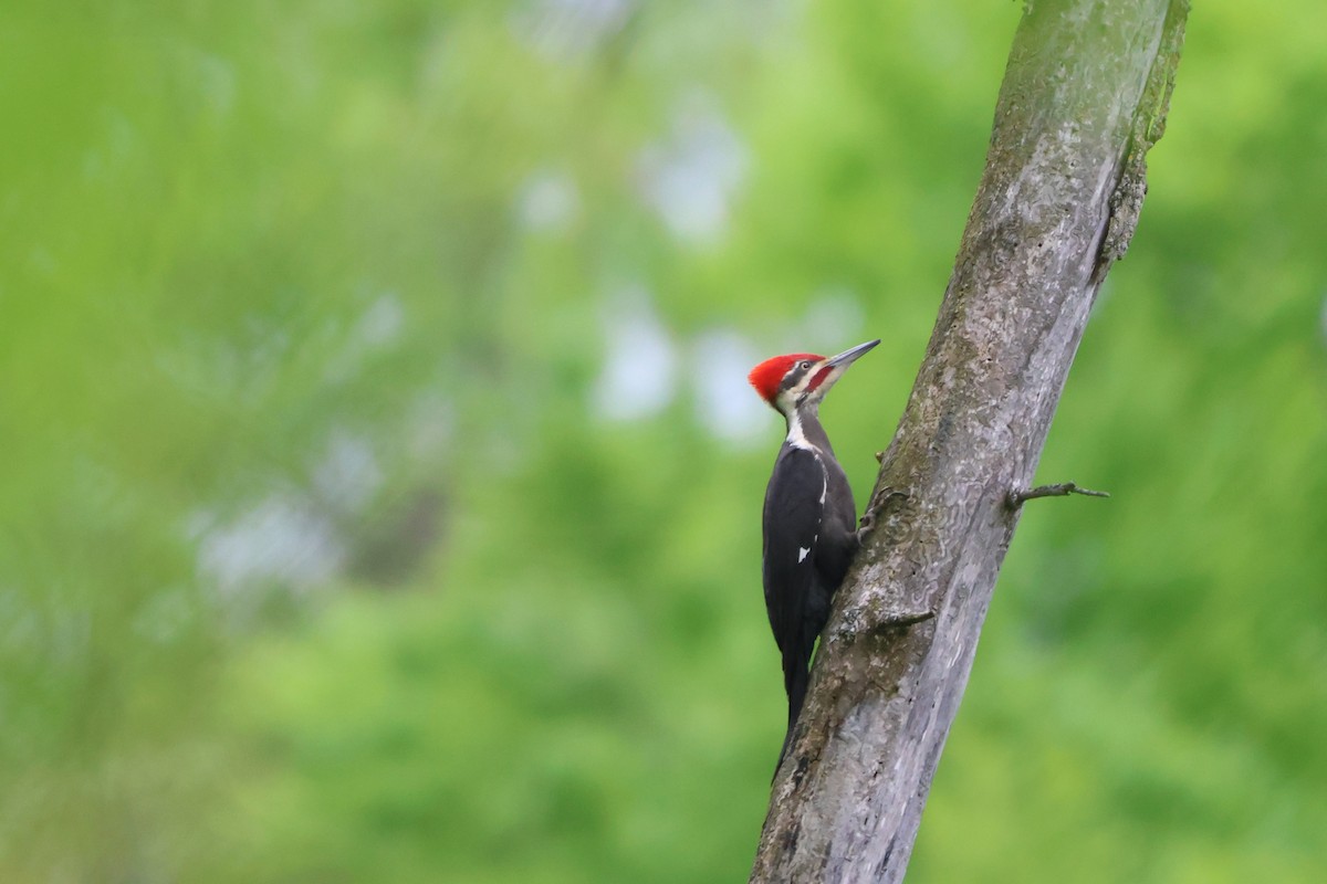 Pileated Woodpecker - Andy Dettling