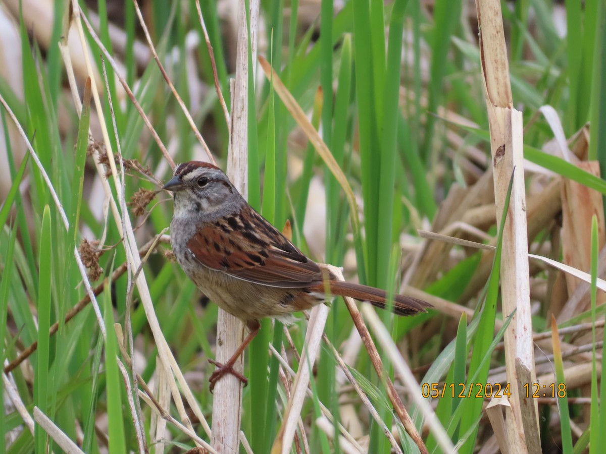 Swamp Sparrow - ML618933821