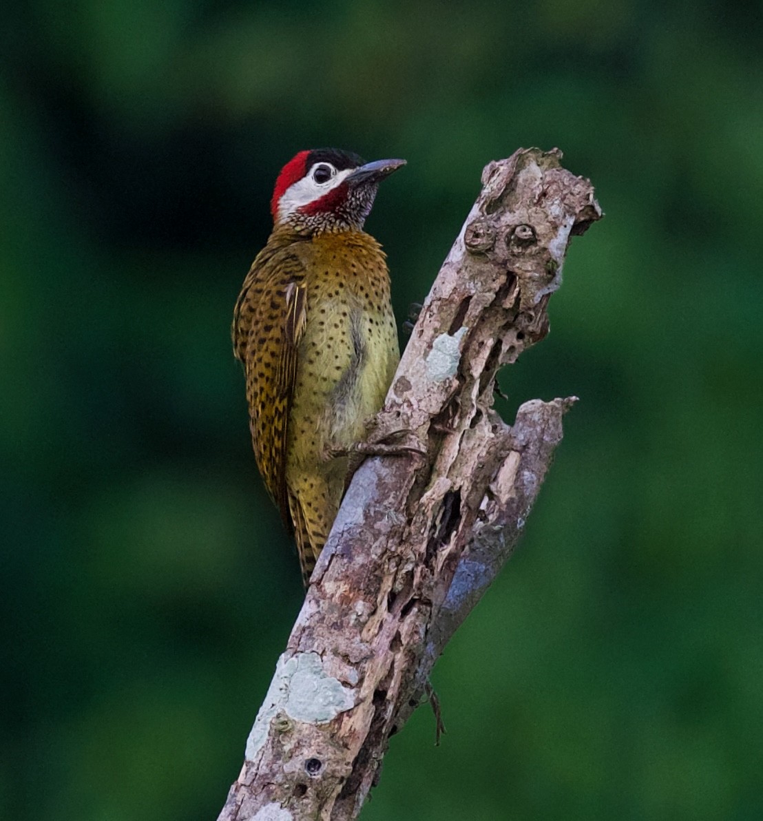 Spot-breasted Woodpecker - David Ascanio