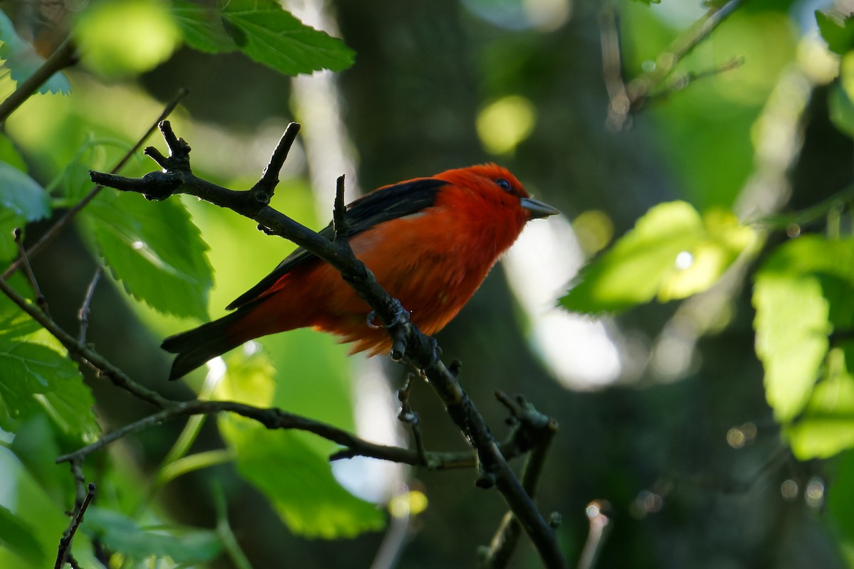 Scarlet Tanager - ML618933873