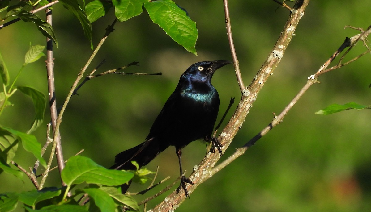 Common Grackle - William Galloway