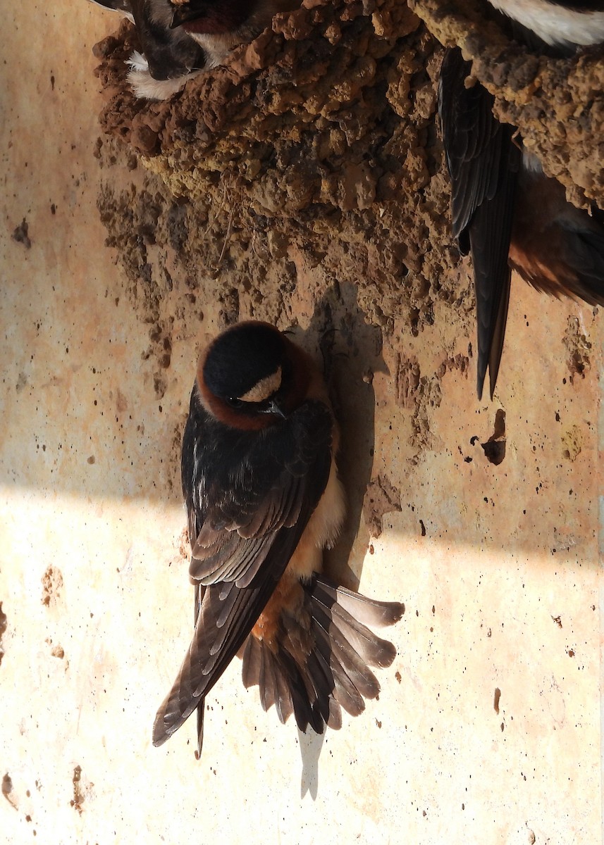 Cliff Swallow - William Galloway