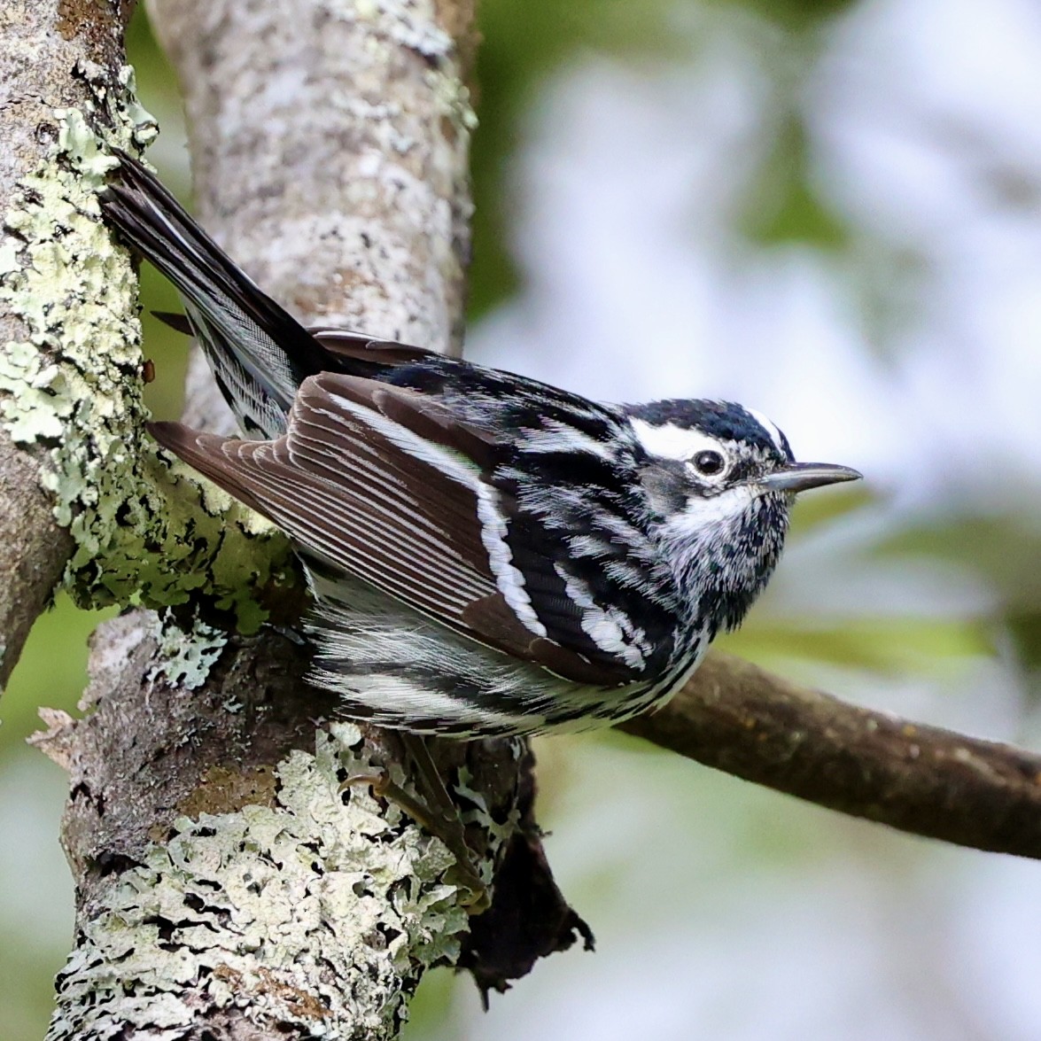 Black-and-white Warbler - ML618933905