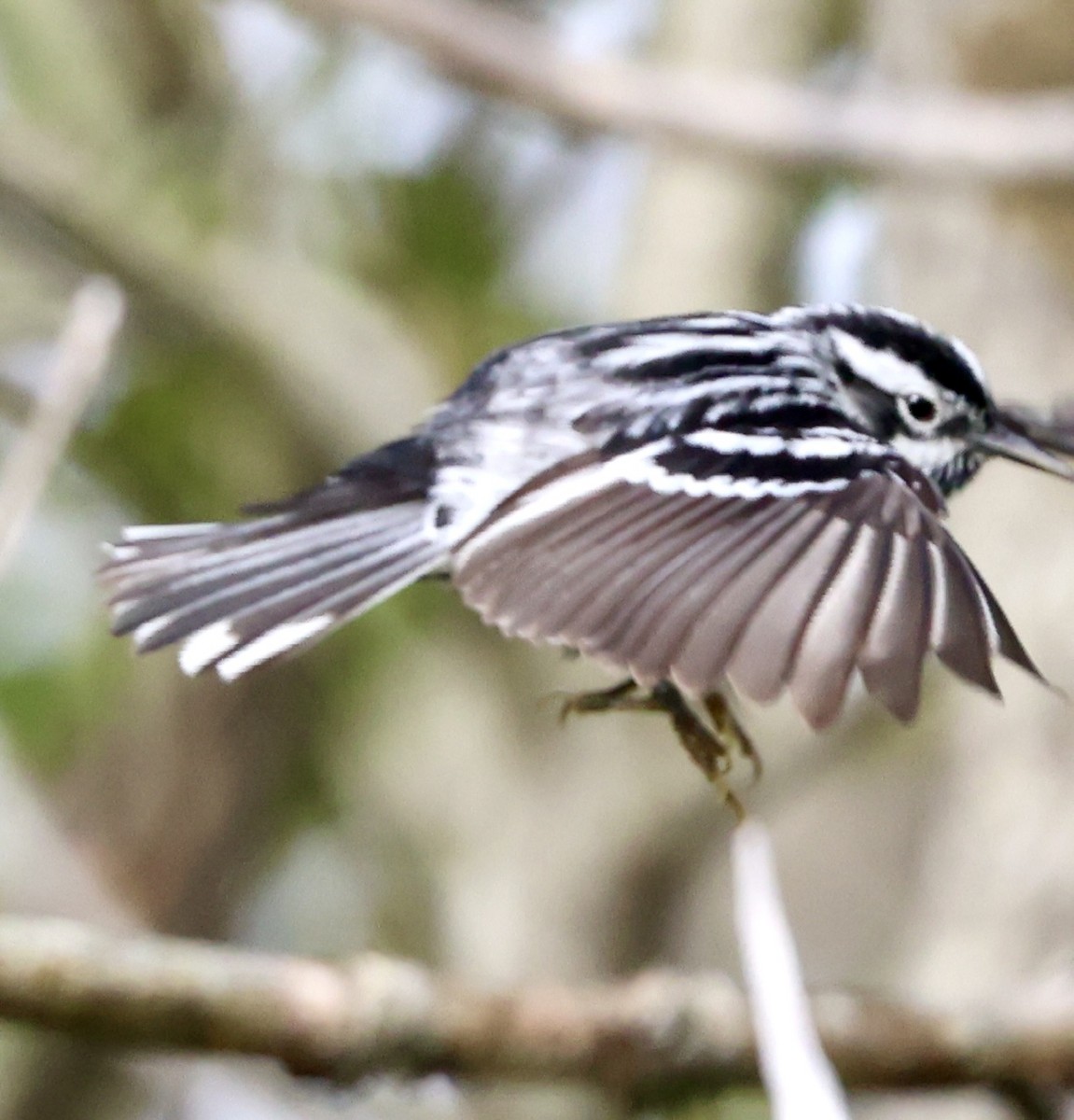 Black-and-white Warbler - ML618933906