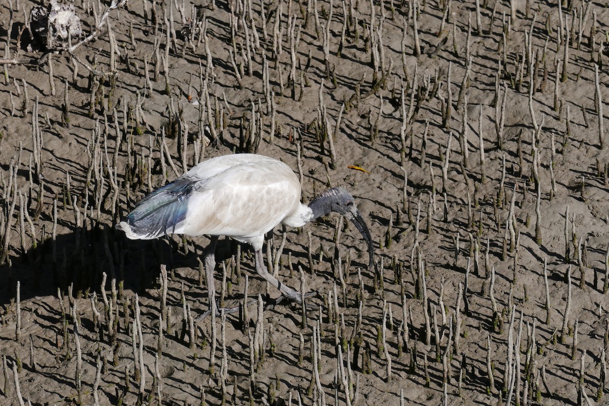 ibis australský - ML618933919