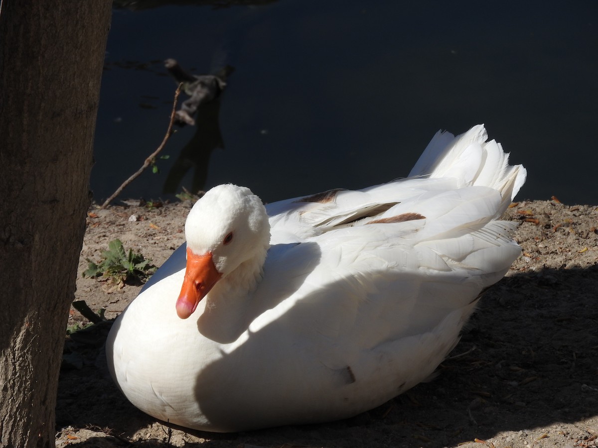 Graylag Goose (Domestic type) - ML618933942