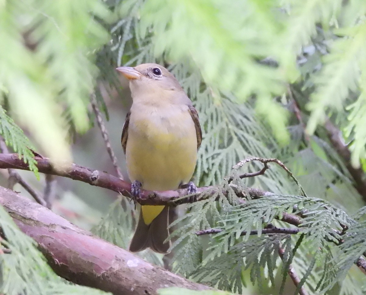 Western Tanager - ML618933974