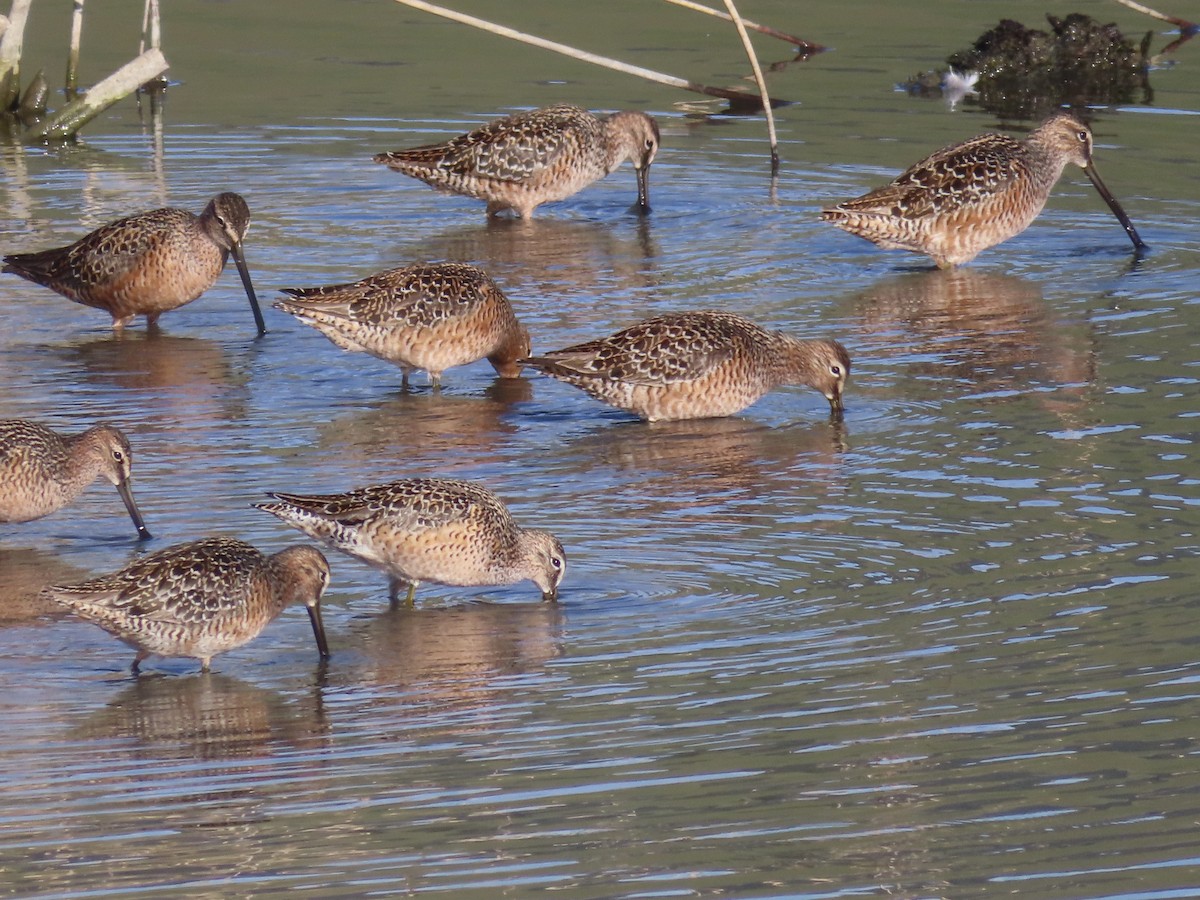 Long-billed Dowitcher - ML618933989