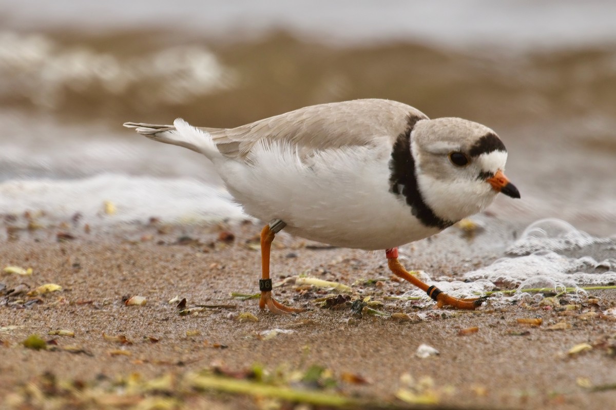 Piping Plover - ML618934035