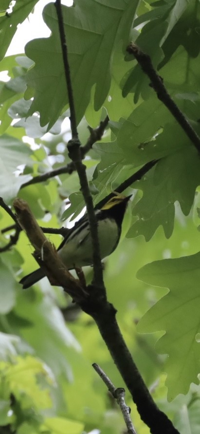 Black-throated Green Warbler - ML618934055