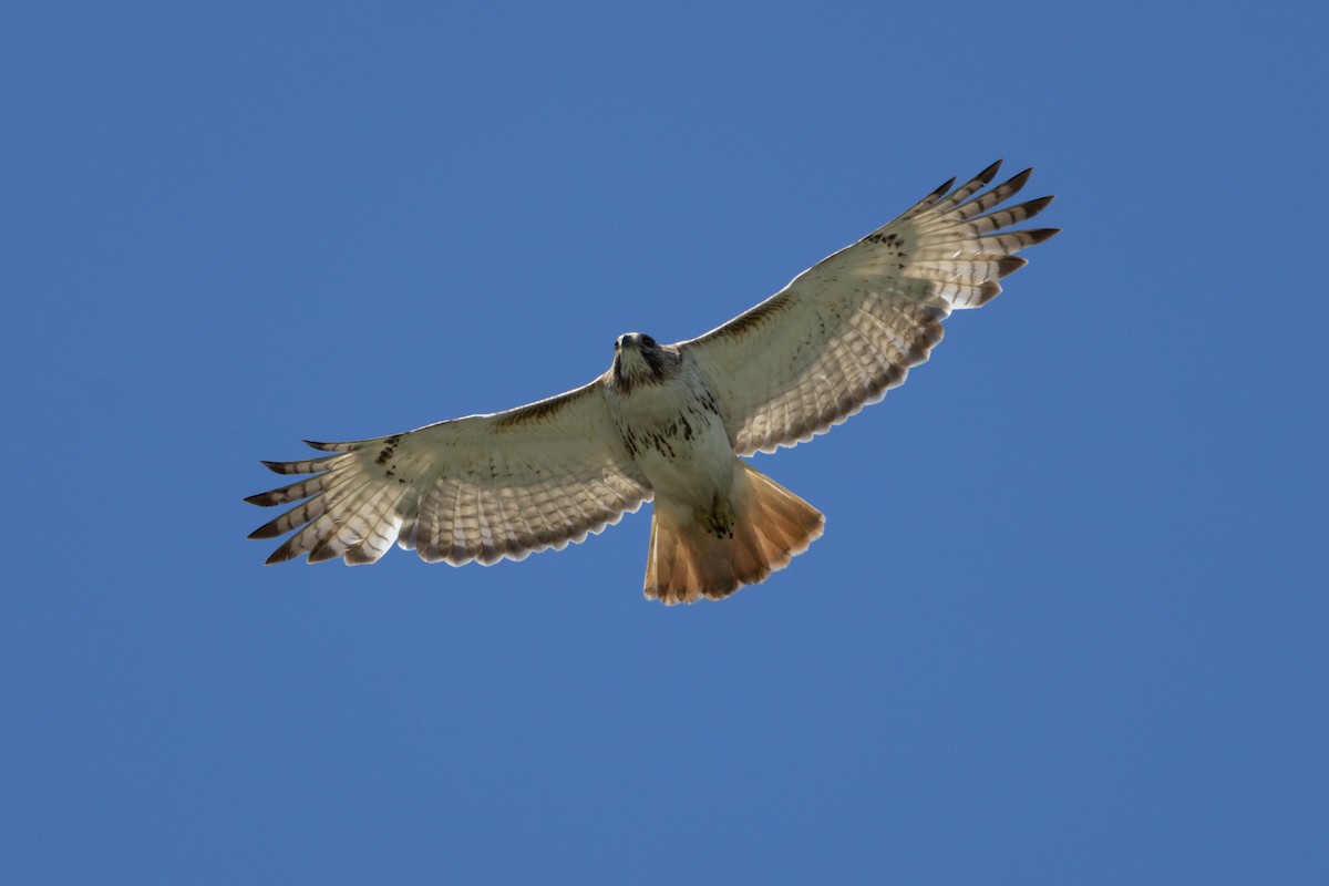 Red-tailed Hawk - MI YU