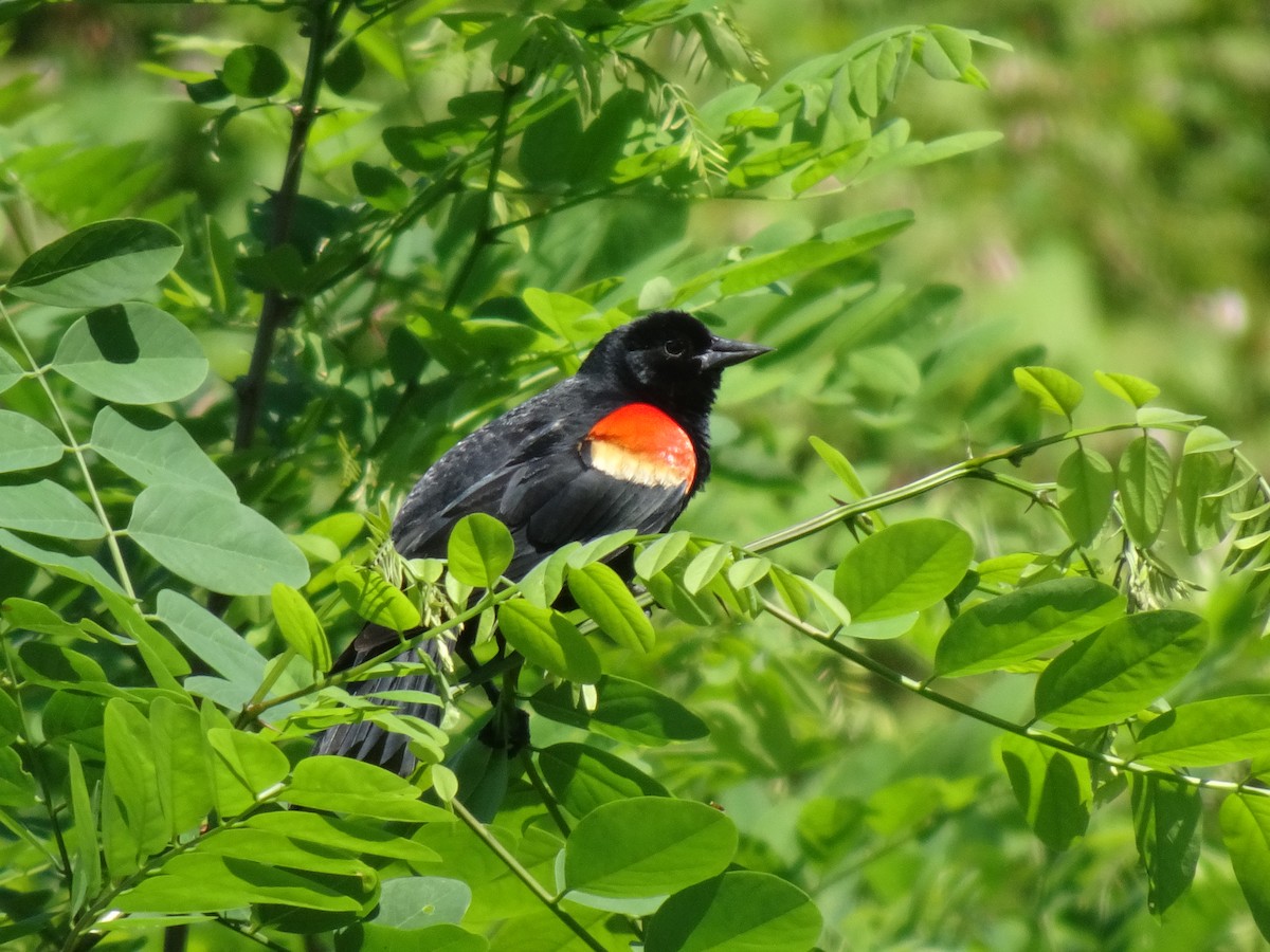 Red-winged Blackbird - ML618934075