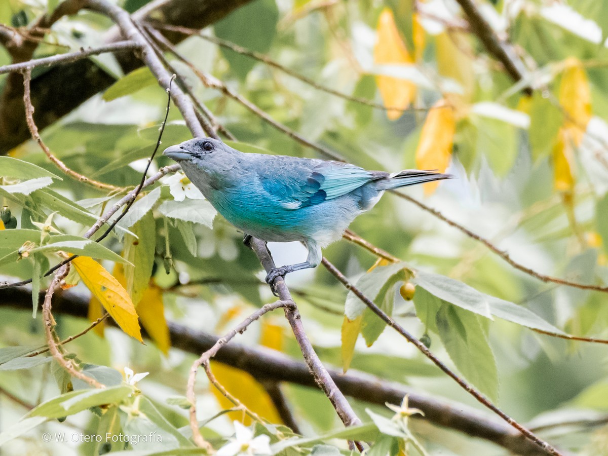 Glaucous Tanager - Wilmer  Otero Rosales