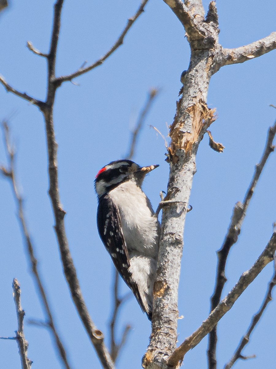 Downy Woodpecker - ML618934113