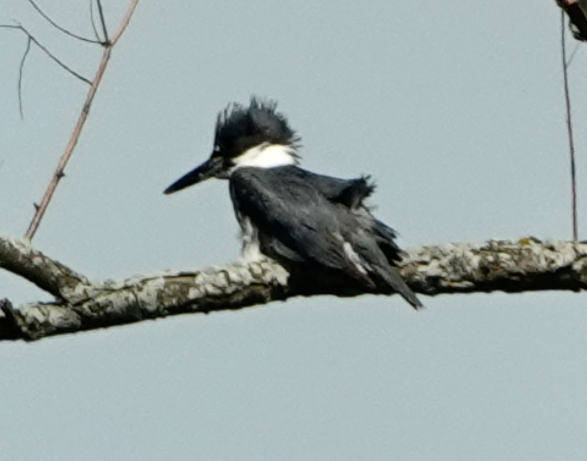 Belted Kingfisher - Bart Williams