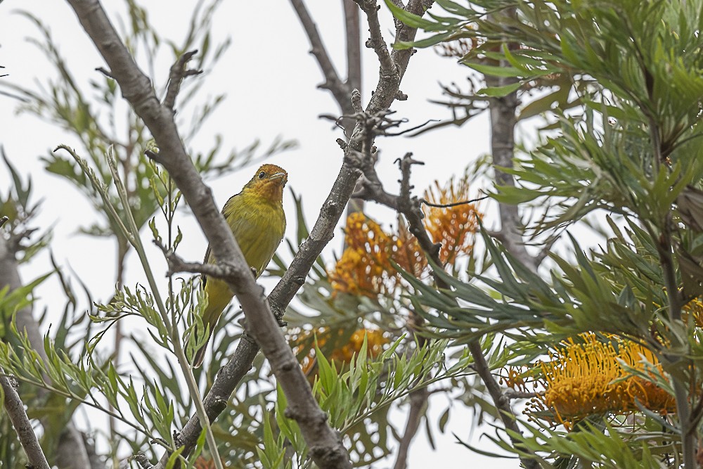 Western Tanager - ML618934157