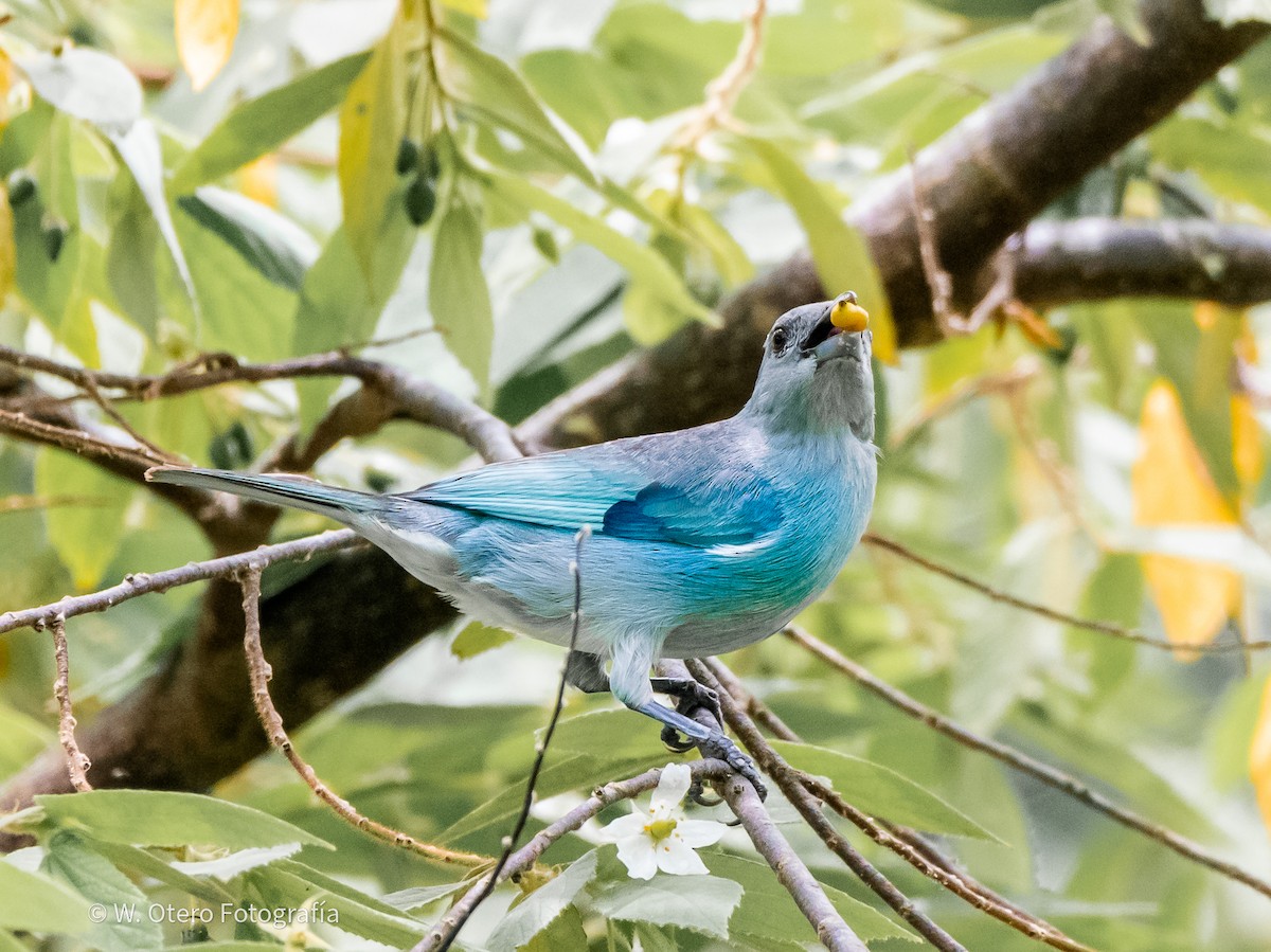 Glaucous Tanager - Wilmer  Otero Rosales