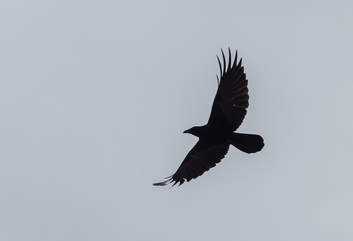Fish Crow - Jay McGowan