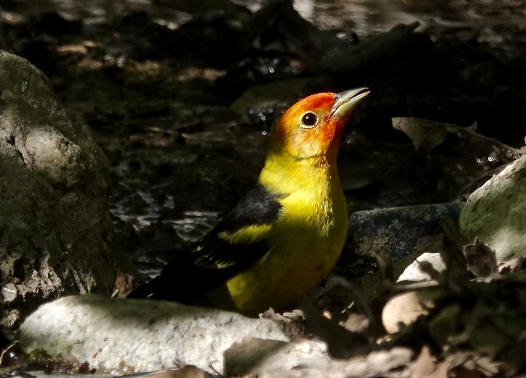 Western Tanager - ML618934190