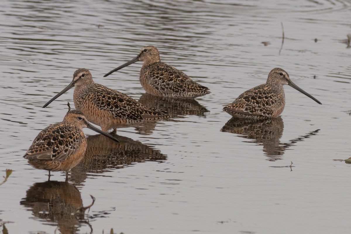 Long-billed Dowitcher - ML618934210