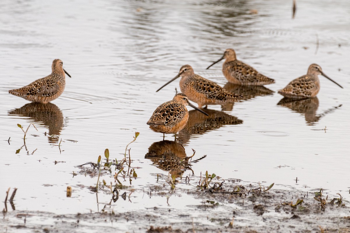 Long-billed Dowitcher - Barry Porter