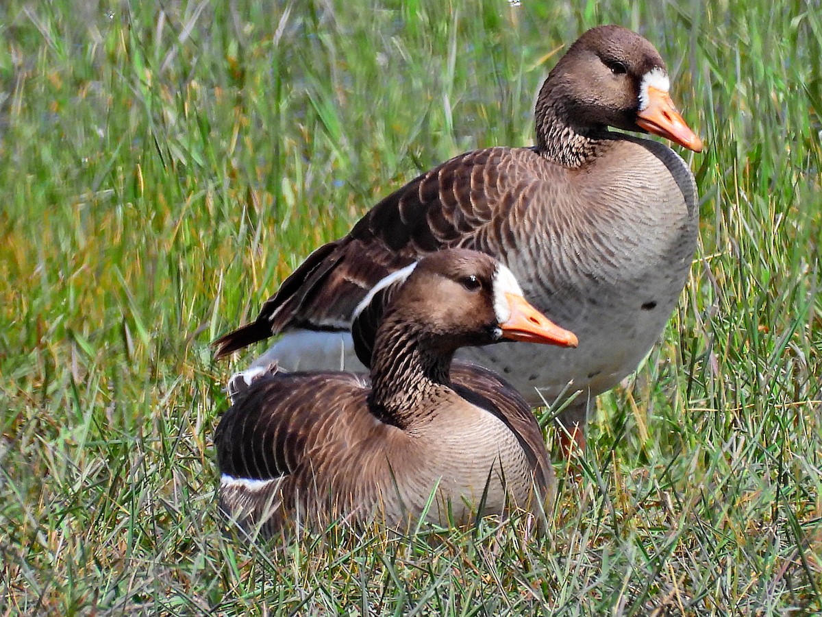 Greater White-fronted Goose - ML618934225