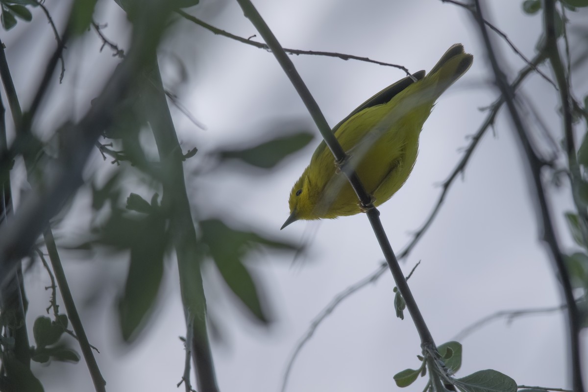 Yellow Warbler - ML618934243