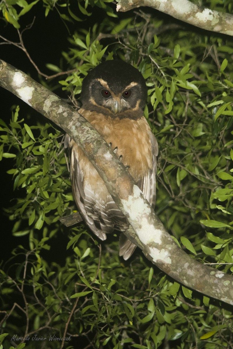Tawny-browed Owl - ML618934245