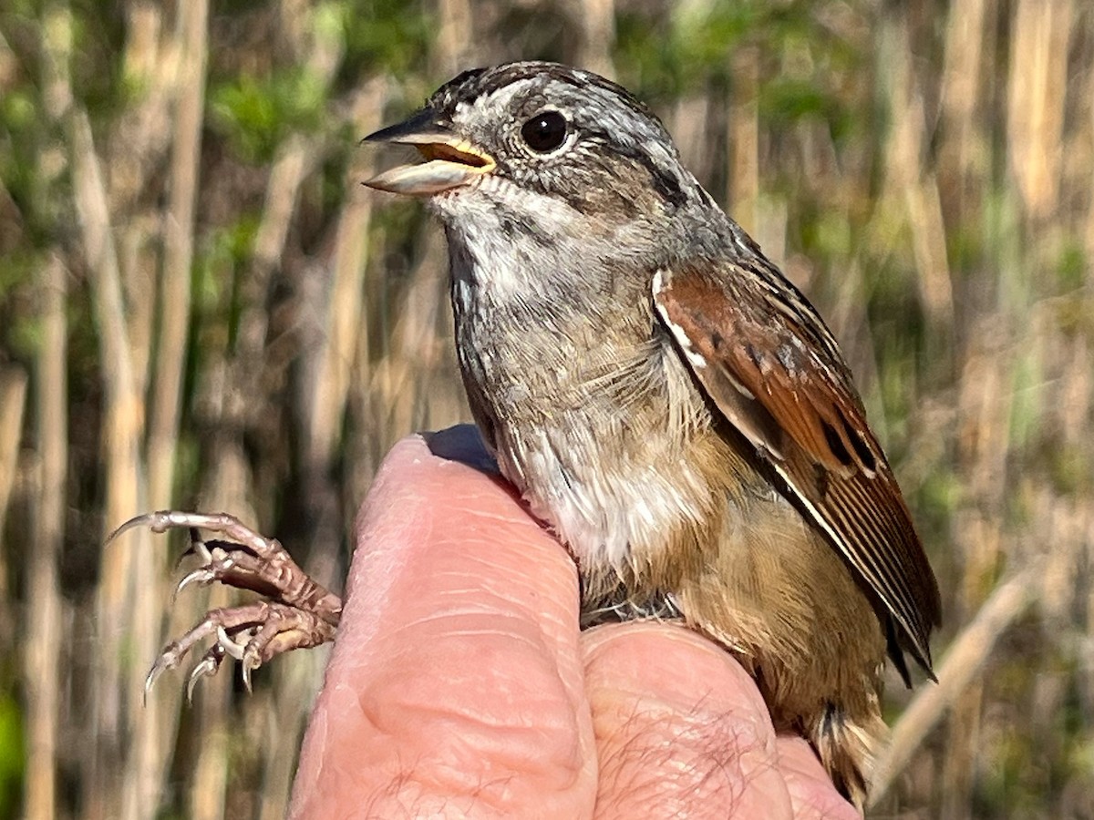 Swamp Sparrow - ML618934249