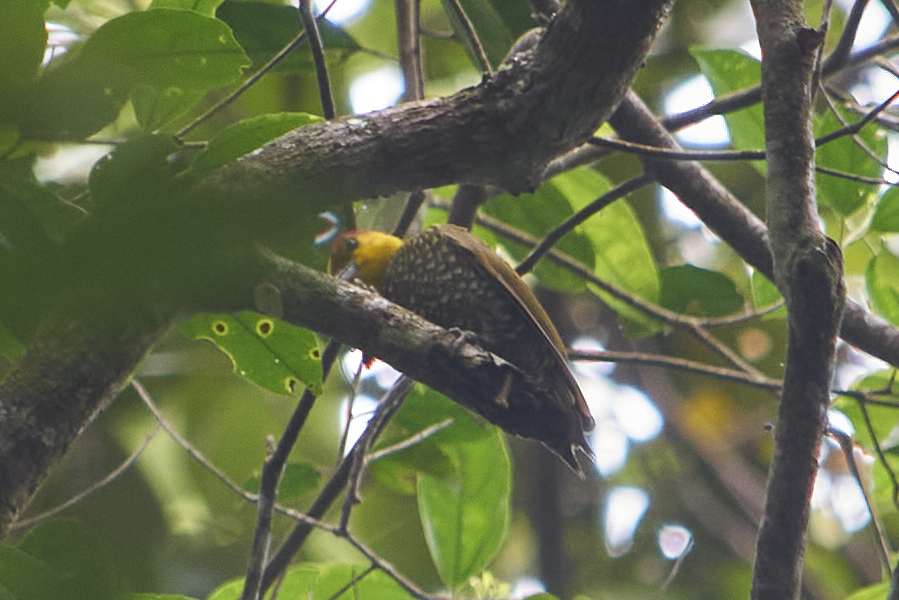 Yellow-throated Woodpecker - ML618934251