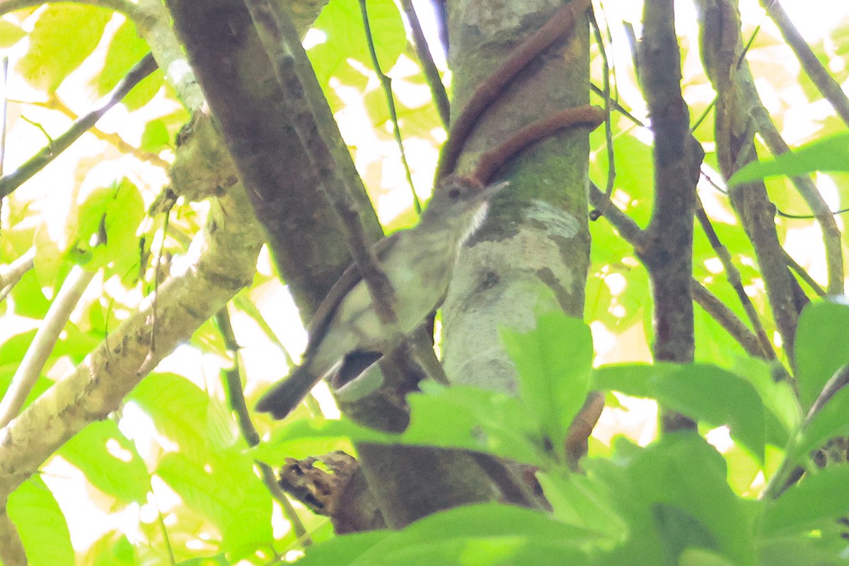 Rufous-crowned Babbler - Pachara Promnopwong